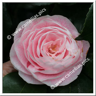 Camellia Japonica 'Florence Stratton Blush'