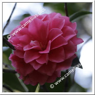 Camellia Japonica 'Flower Song'