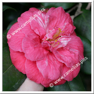 Camellia Japonica 'Flowerwood Variegated'
