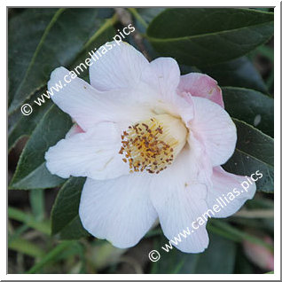 Camellia Hybrid 'Fluted Orchid'