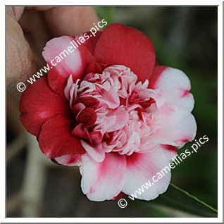 Camellia Japonica 'Formosa de Young'