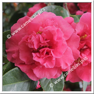 Camellia Hybride 'Forty-Niner'