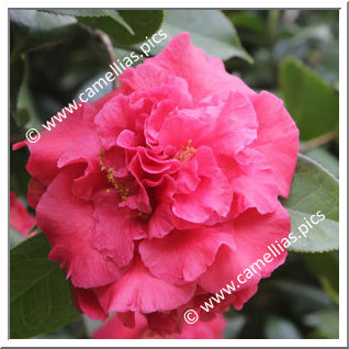 Camellia Hybride 'Forty-Niner'