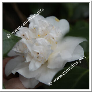 Camellia Japonica 'Fragrant Frill'