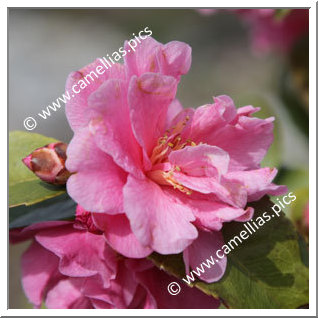 Camellia Hybride 'Fragrant Pink'