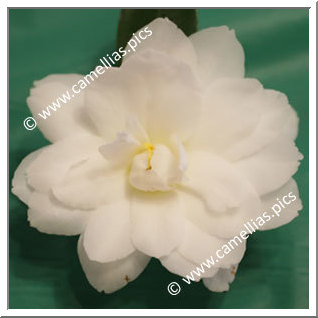 Camellia Japonica 'Fragrant Star'