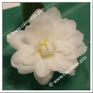 Camellia Japonica 'Fragrant Star'