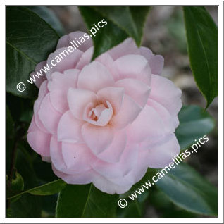Camellia Japonica 'Fran Homeyer'