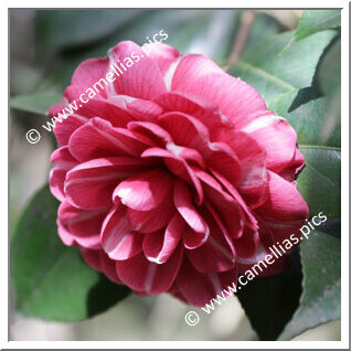 Camellia Japonica 'Francesca da Rimini'