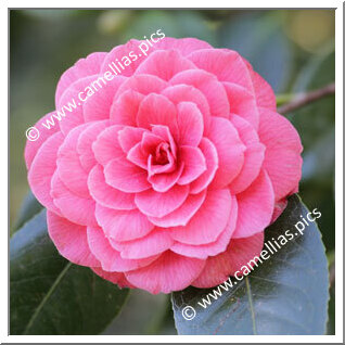 Camellia Japonica 'Francesco Moutel'