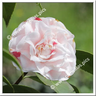 Camellia Japonica 'Giardino Franchetti'