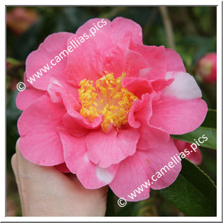 Camellia Hybride 'Francie L Variegated'