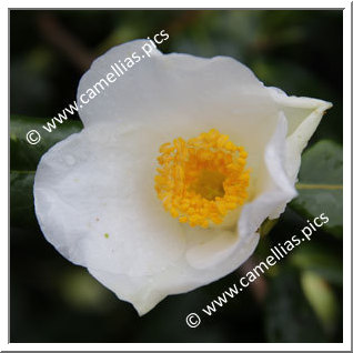 Camellia Hybrid C.x williamsii 'Francis Hanger'