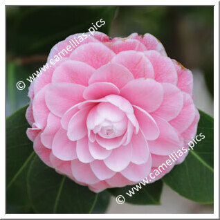 Camellia Japonica 'Virginia Franco Rosea'
