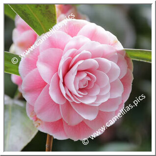 Camellia Japonica 'Virginia Franco Rosea'