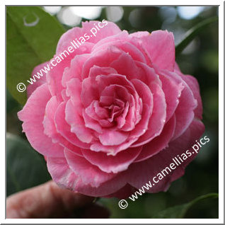 Camellia Japonica 'Françoise Benoit'