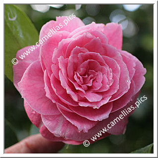 Camellia Japonica 'Françoise Benoit'