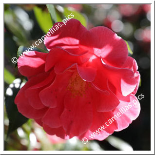 Camellia Hybrid C.reticulata  'Frank Houser '