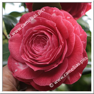 Camellia Japonica 'Frans Van Damme'