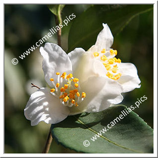 Camellia Species 'C. fraterna'