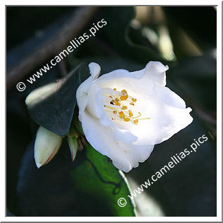 Camellia Species 'C. fraterna'