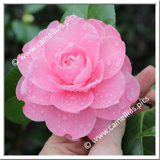 Camellia Japonica 'Prince Frederick William'