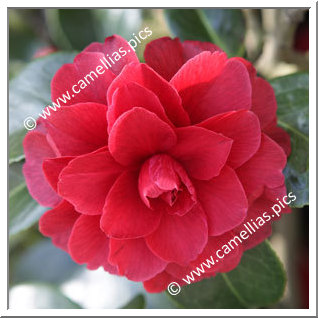 Camellia Hybride 'Free Spirit'