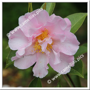 Camellia Hybrid C.x williamsii 'Free Style'