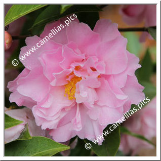 Camellia Hybride C.x williamsii 'Free Style'