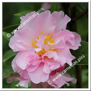 Camellia Hybrid C.x williamsii 'Free Style'