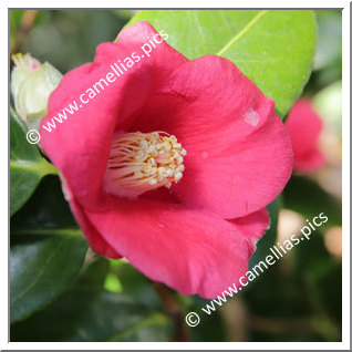 Camellia Japonica 'Frieda Petersen '