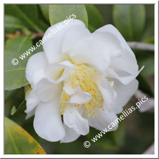 Camellia Japonica 'Frizzle White'