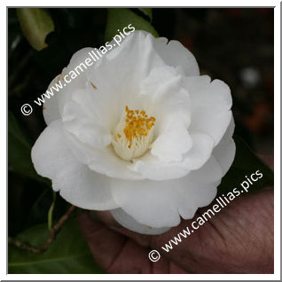 Camellia Japonica 'Frost Queen'