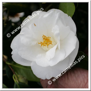 Camellia Japonica 'Frost Queen'