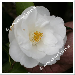 Camellia Japonica 'Frost Queen'