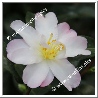 Camellia Sasanqua 'Frosted Star'