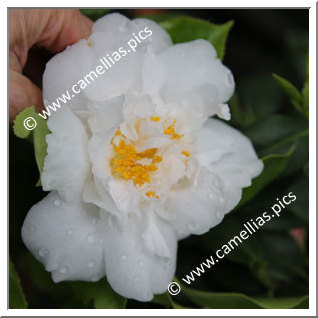 Camellia Japonica 'Frosty Morn '