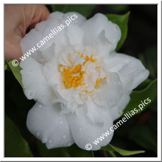 Camellia Japonica 'Frosty Morn '