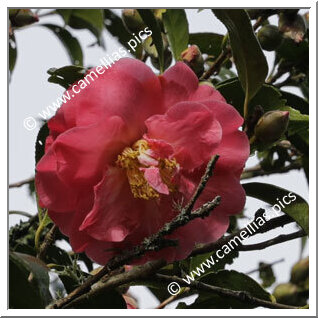 Camellia Hybride C.x williamsii 'Froth'