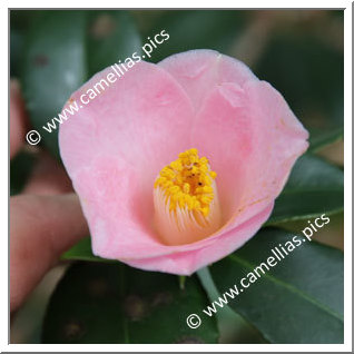 Camellia Japonica 'Fugaku-no-suzume'