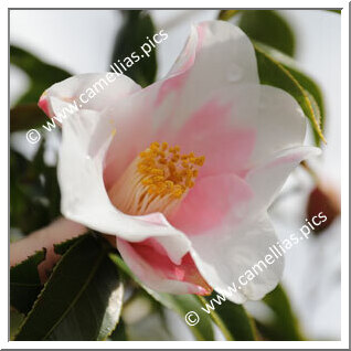 Camellia Japonica 'Fuiri-funatsu'