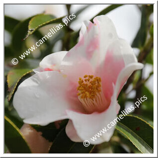 Camellia Japonica 'Fuiri-funatsu'