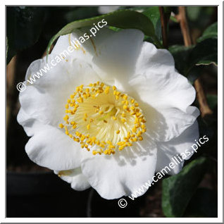 Camellia Camellia Japonica de Higo 'Fuji-no-yuki'