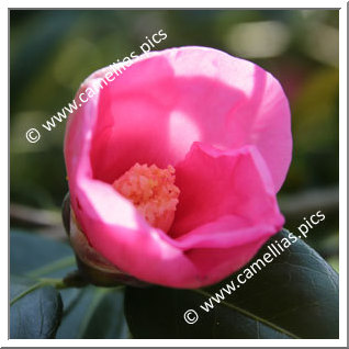 Camellia Japonica 'Fujita-wabisuke'
