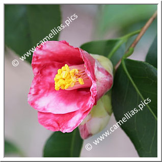 Camellia Japonica 'Fukudô'