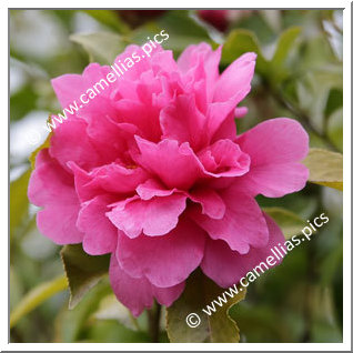 Camellia Hybrid C.reticulata  'Fukuen'
