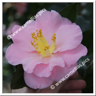 Camellia Japonica 'Fukumusume'