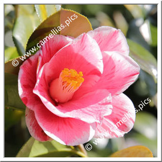 Camellia Japonica 'Fukurin-haru-no-utena'