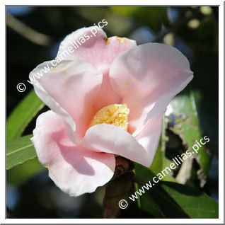 Camellia Japonica 'Fukurin-hina-wabisuke'