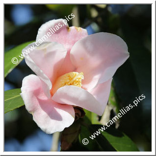 Camellia Japonica 'Fukurin-hina-wabisuke'